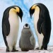 Rodiče a malý tučňák