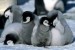 Malý tučňáčci
